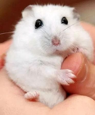 Ağ hamster cunqarik sortu, hədiyyəlik əla seçimdir, ağıllı, təmiz ev