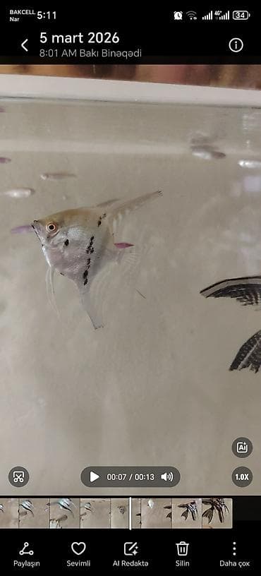 canlı yem: Məhsul: Akvarium üçün Skalyar balıqları (Pterophyllum scalare) — 5