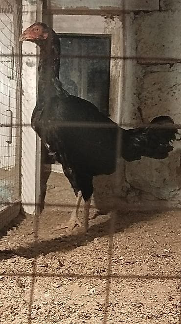 Yemlər: Xoruz, il: 1, Ünvandan götürmə — 2