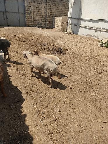 alabay bala: Anaba qoyun ballasi erkeydi cavan qoyundu anasi — 6