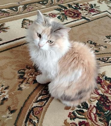 keclər: Dişi, Ünvandan götürmə — 1