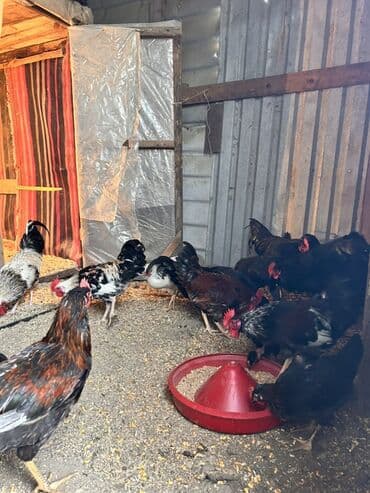 Сельхоз птицы: Курица, Для разведения, Самовывоз, Платная доставка — 6