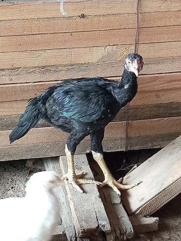 Salam aleykum gördüyünüz bu heyratı xoruzların satılır tam sağlam — 2
