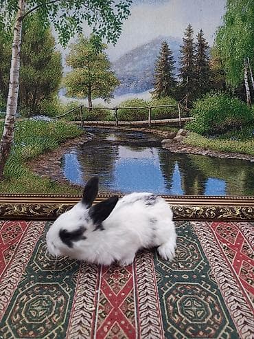 mal qara: Dovşan yemi 1kq 2-azn Bala Dovşanlar 5-azn Topdan Tək tək satışı 10 — 10