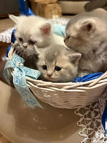 britan pişiyi: Britan — 2