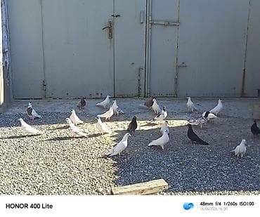 24 eded heyvandi 5 manatdan satılır ünvan Bine qəsəbəsi zəhmət olmasa