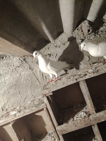 quş damı: Salam quşdar satlır tam saglam usd usdə 7m — 3