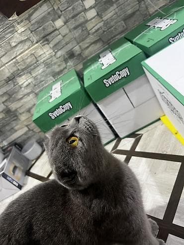 ev itiləri: Şotland, Dişi, Ünvandan götürmə — 3