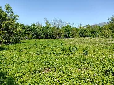 torpag satisi: 4 sot, Tikinti — 5