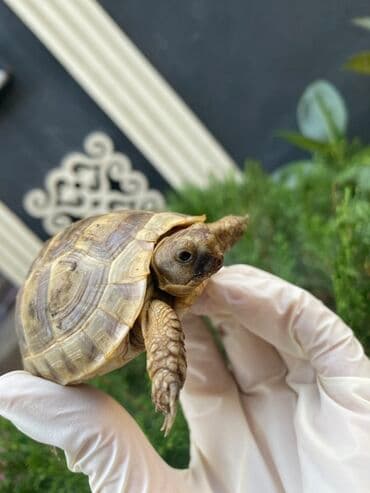 ot yonca: Quru tısbağa (kiçik ölçülü) - Növ: Quru/qarışıq iqlimə uyğun tısbağa — 2