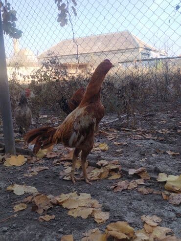 Yaşı 1 yaş,3 aylıqdır.Çəkisi 3.400.İstəyən heyvan gətirib yoxlaya lalafo.az -da Yaşı 1 yaş,3 aylıqdır.Çəkisi 3.400.İstəyən heyvan gətirib yoxlaya