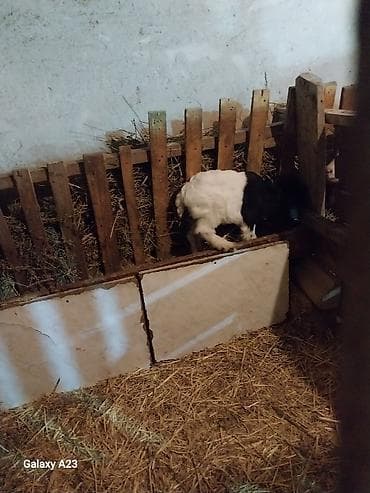 südlü inəklər: Qarışıq rəngli (qara-ağ) balaca keçi (oğlaq) - Cins: yerli — 3