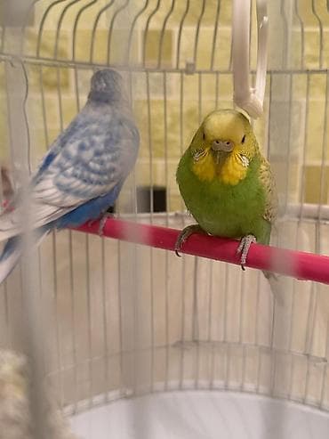 Аквариумы: Dalmatin və sarı-yaşıl rəngli iki dalğıç (büdcəqarışıq) cütü və tam — 7