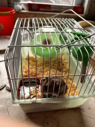 большая клетка для кролика: Hamster üçün komplekt qəfəs Hamsterdə satılır 2 ədəd - Material — 2