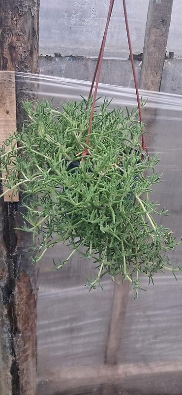 rozmarin bitkisi: Asıl asılan saksıda ətli bitki – Succulent (Delosperma/“Ice plant” — 7