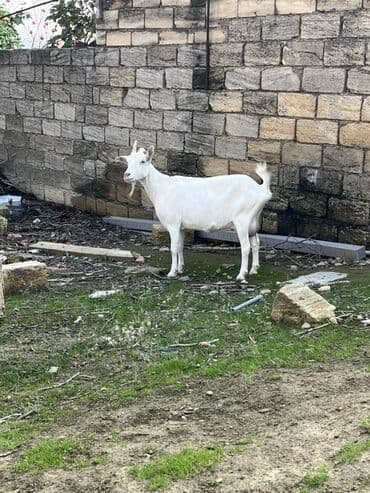 Коровы, быки: Самка, Zanen, лет: 3, 60 кг, Для молока, Самовывоз — 3