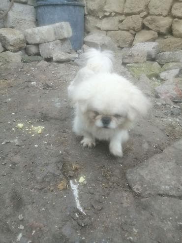 ev itləri ucuz: Pekines — 2