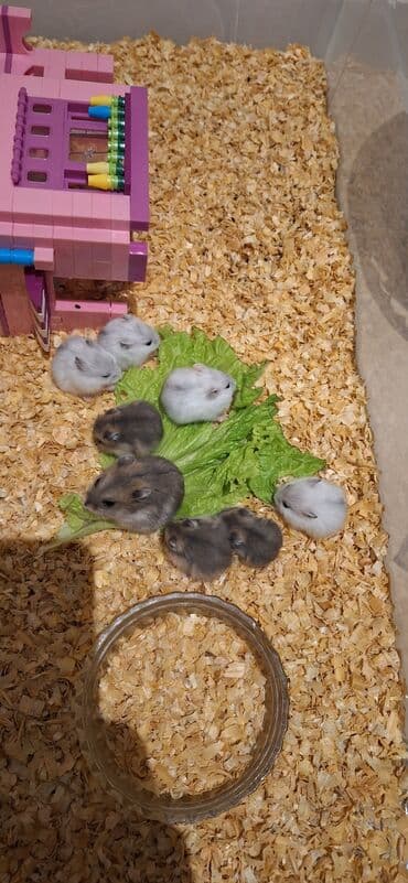 gəmiricilər: Cunqarik xamyak(dağsiçanı) 3 aylıq balalar və ata ana.Bozlar 5 — 1