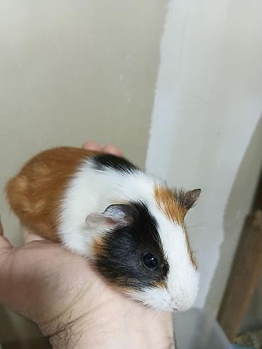 Ən sakit və ən sübür Ginepiqlər artıq hazırdır! [  ] Evdə səs-küy — 6