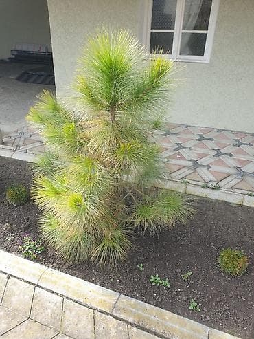 ot bicən satışı: Bəzək kolları və iynəyarpaqlı topiarilər – landşaft üçün - — 7