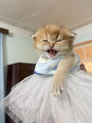 heyvan inek: Şinşilla — 3