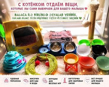 heyvan pişik: Şinşilla, Erkək, Dişi, Yaxşı əllərə — 6