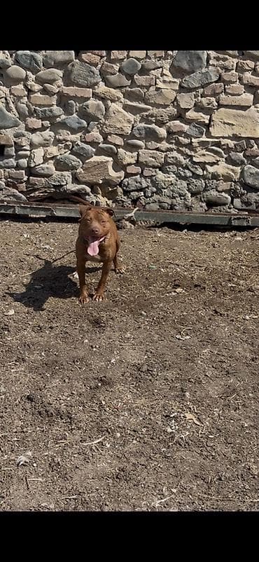 1 il, Dişi, Peyvəndli