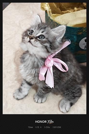 Tabbi