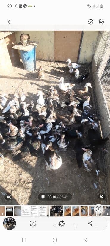 cins ineklerin satisi 2019: Lal ördəklər satılır. 10 manatdan başlayır 20 manata kimi. qiymət — 2