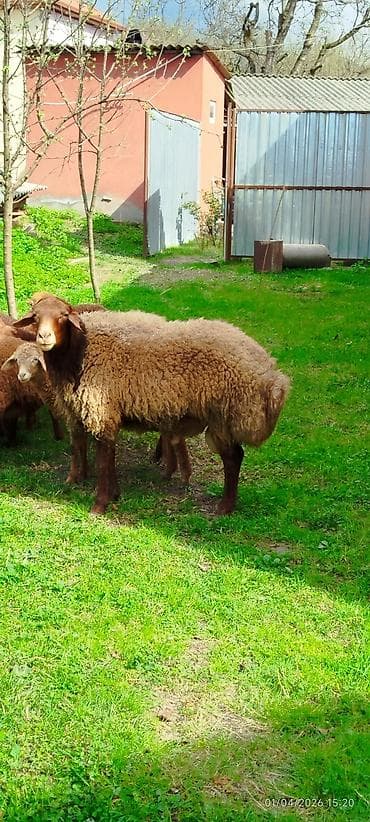 cins inəklər: Erkək, Qala, il: 2, 70 kq, Damazlıq, Ünvandan götürmə — 2