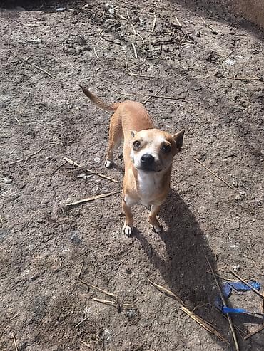 kavkaz coban iti: 2 ay, Erkek, Peyvəndli, Ünvandan götürmə — 6