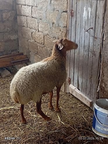 dişi alabay: Super qoyundu esil qamazliq heyvandi qoc icinde olub 2 ci qarina qocun — 4