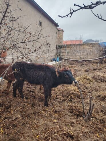 xaski itleri qiymeti: Super saglam damazlig danalar — 3