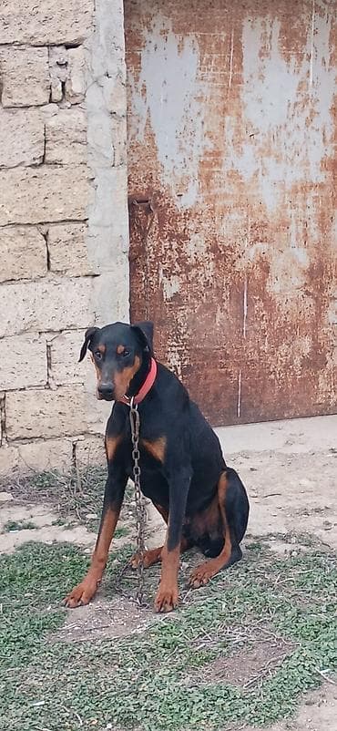 it xaski: Doberman, 1 il, Erkek, Peyvəndli, Ödənişli çatdırılma — 6