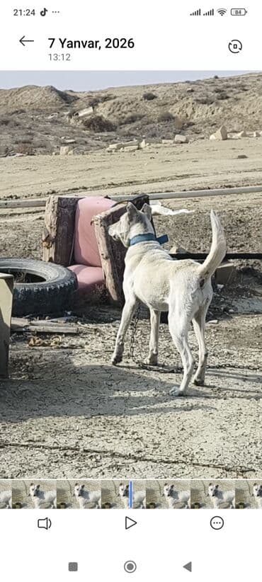 ev quşları haqqında melumat: Məhsul: Qoruyucu it (ağ rəng, qısa tüklü) Təsvir: - Orta-böyük — 6