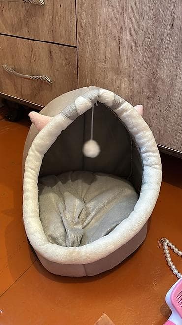 Britan yastı qulaq, Dişi, Yaxşı əllərə, Ünvandan götürmə