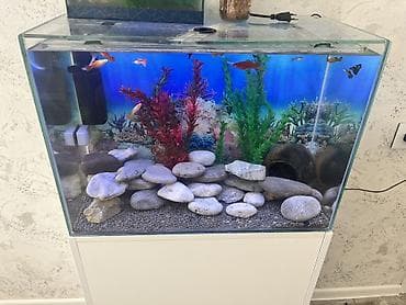 yumru akvariumlar: Dördbucaq akvarium, Balıqlarla birlikdə, 90 l, Ödənişli çatdırılma — 1