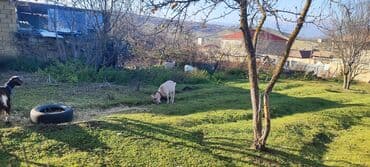 İtlər: Dişi, il: 2, Südlük — 3