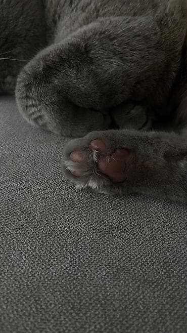 pisik etibarli ellere verilir: Ev pişiyidir. cinsi british. 1 yasi var, disi (adi mikuli) isimle — 9