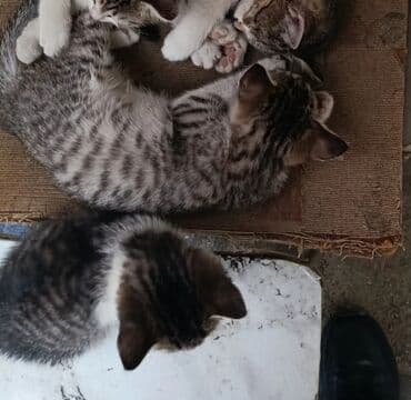 щенок в добрые руки: Самец, Самка, В добрые руки, Самовывоз, Бесплатная доставка, Платная доставка — 3