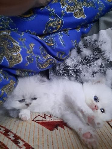 pişik cutləşdirilir: Şirin balaca pişik balaları - Cins: uzun tüklü, qısa burunlu tip — 3