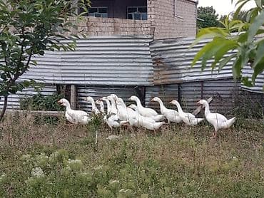 bulbul quşu haqqinda melumat: Qaz balalari satilir,3 ayliqdilar 14 dene qalibsamux rayonundadi — 2