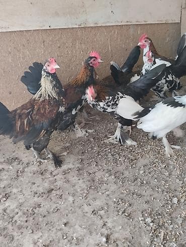 cins ineklerin satisi 2018: Toyuq, Damazlıq — 3