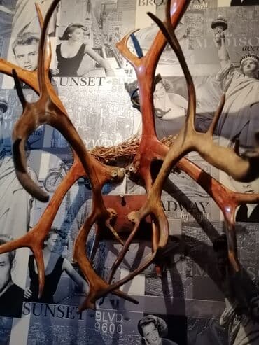 декоративные головы животных на стену: Divar bəzəyi üçün nəzərdə tutulmuş buynuzlar. Bu dekorativ buynuzlar — 1