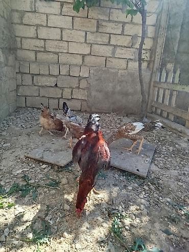 ari satişi: Tecili satiram reyal alci narhat elsin vuragandi lCins: Uzunboy — 3