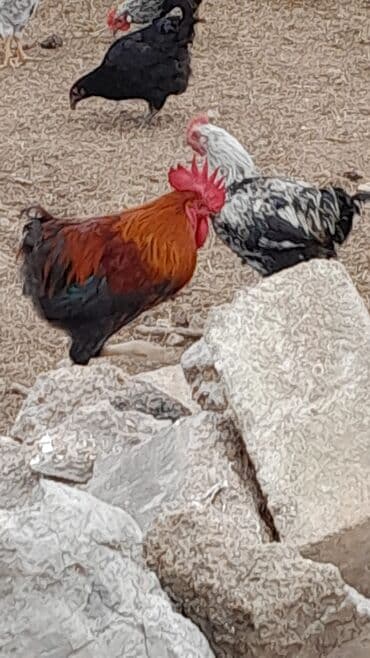 memar canlılar arı pətəyi: Yerli təsərrüfatdan müxtəlif cinsli ev toyuqları və xoruzlar - — 6