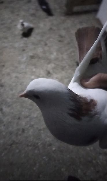 Hazir bala veren mayadi qus gencede gondermekde mumkundu 0513992050