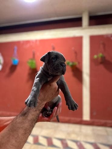 saf su: Kane-Korso, 1 ay, Erkek, Peyvəndli, Pulsuz çatdırılma — 4