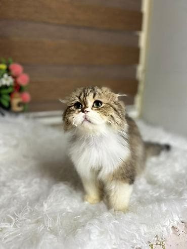 ev pişiyləri: Şotland yastı qulaq — 3