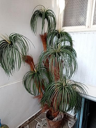 ağaç satış: Palma — 2